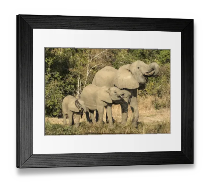 Framed Print : Africa, Botswana, Savute Game Reserve. Baby to adult elephants drinking. Credit as