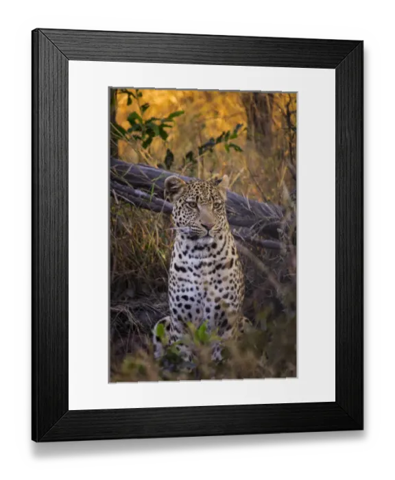 Framed Print : Africa, Botswana, Moremi Game Reserve. Sitting leopard Framed Print : Africa, Botswana, Moremi Game Reserve. Sitting leopard