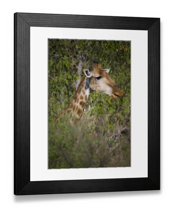Framed Print : Africa, Botswana, Moremi Game Reserve. Giraffe close-up