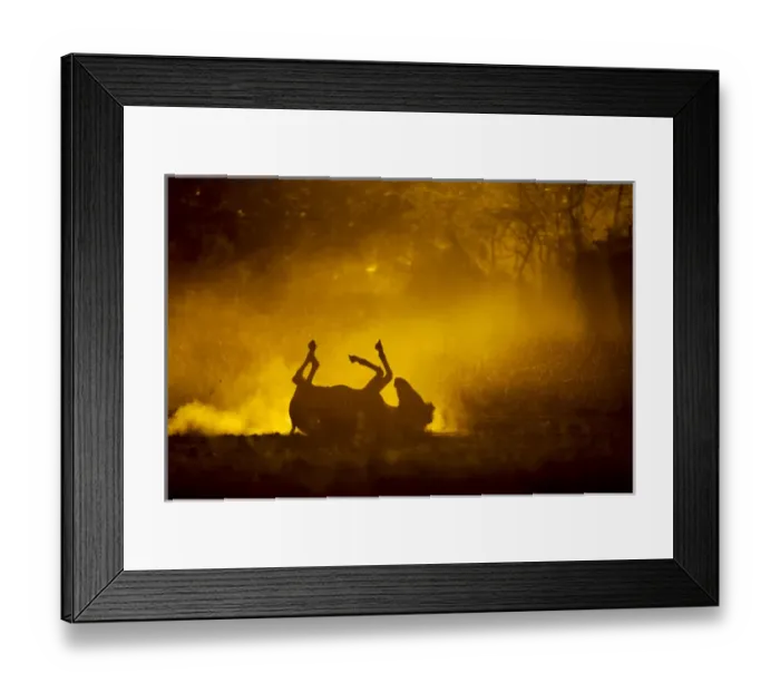 Framed Print : Africa, Botswana, Moremi Game Reserve, Plains Zebra (Equus burchelli) rolls on its