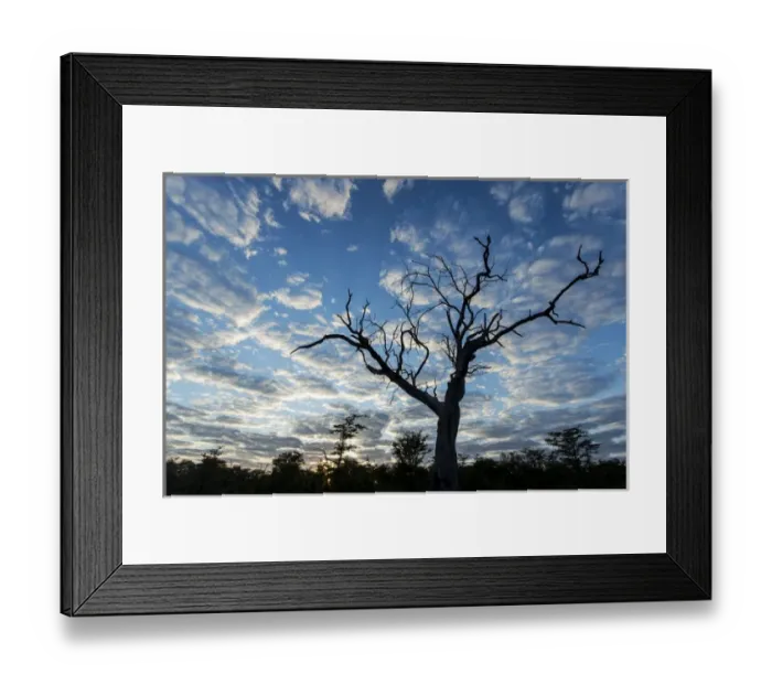 Framed Print : Africa, Botswana, Moremi Game Reserve, Silhouette gnarled tree in Okavango Delta