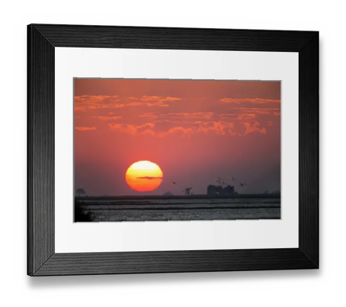 Framed Print : Africa, Botswana, Chobe National Park, Morning sun silhouettes birds taking flight Framed Print : Africa, Botswana, Chobe National Park, Morning sun silhouettes birds taking flight