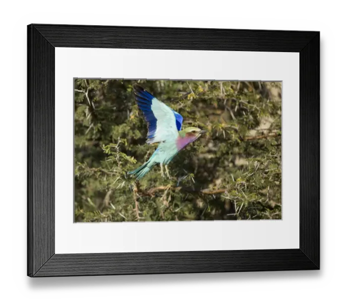 Framed Print : Africa, Botswana, Moremi Game Reserve, Lilac-Breasted Roller (Coracias caudata) flapping