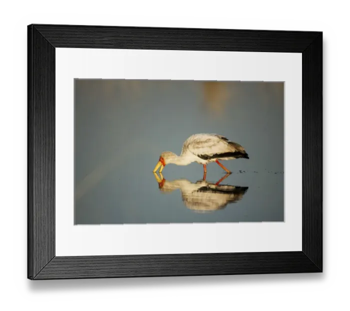 Framed Print : Africa, Botswana, Moremi Game Reserve, Yellow Billed Stork (Mycteria ibis) fishing