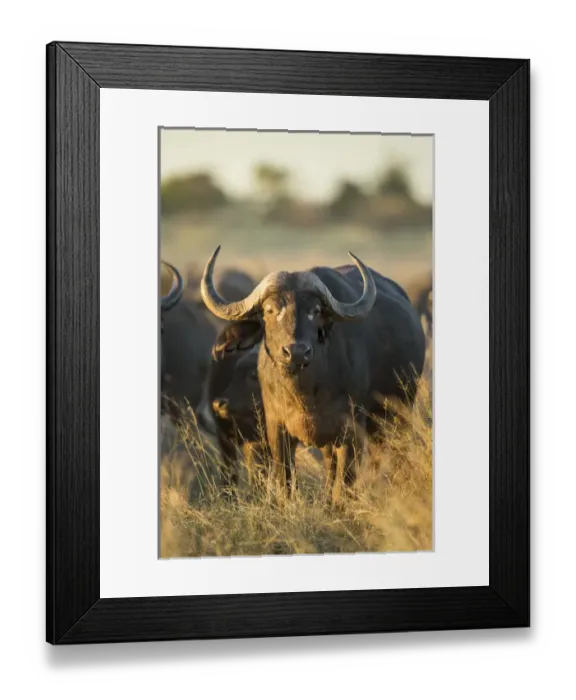 Framed Print : Africa, Botswana, Moremi Game Reserve, Cape Buffalo (Syncerus caffer) standing in Framed Print : Africa, Botswana, Moremi Game Reserve, Cape Buffalo (Syncerus caffer) standing in