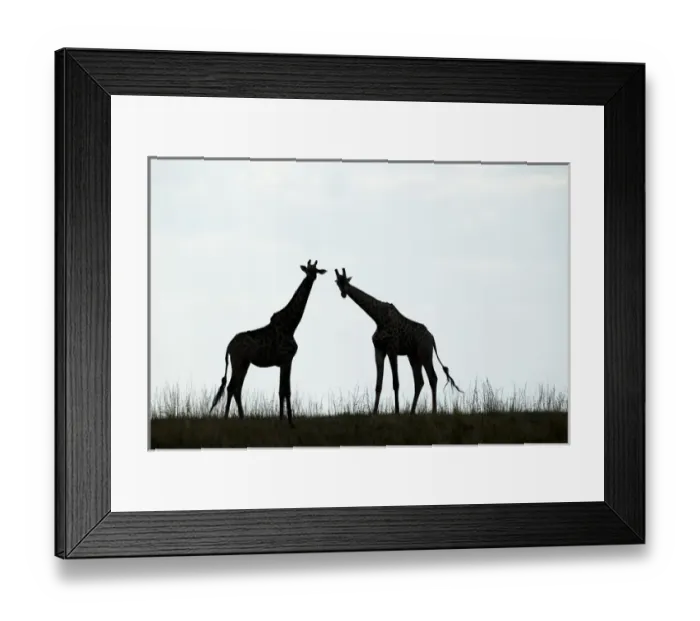 Framed Print : Africa, Botswana, Chobe National Park, Silhouette of herd of Giraffes (Giraffa camelopardalis)