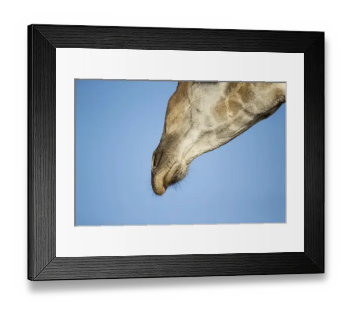 Framed Print : Africa, Botswana, Chobe National Park, Close-up of Giraffe muzzle (Giraffa camelopardalis) Framed Print : Africa, Botswana, Chobe National Park, Close-up of Giraffe muzzle (Giraffa camelopardalis)