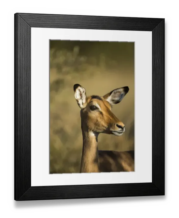 Framed Print : Africa, Botswana, Moremi Game Reserve, Close-up of Impala (Aepyceros melampus) standing