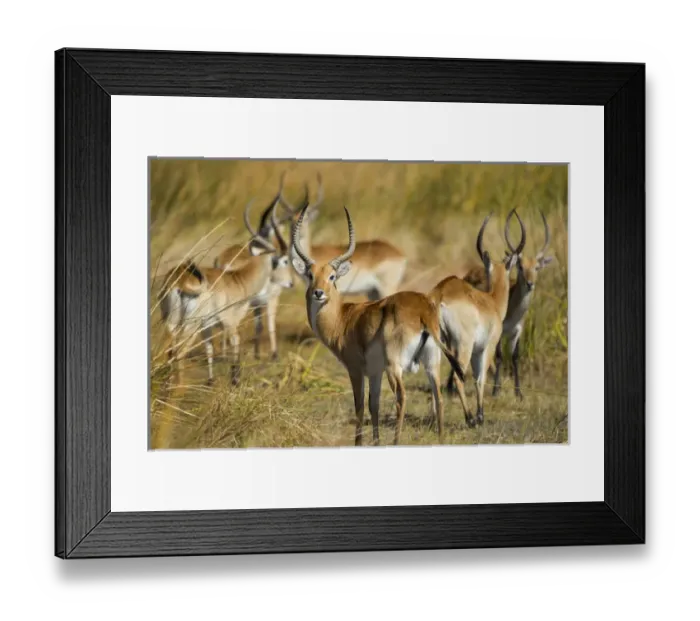 Framed Print : Africa, Botswana, Moremi Game Reserve, Southern Lechwe (Kobus leche) standing in Framed Print : Africa, Botswana, Moremi Game Reserve, Southern Lechwe (Kobus leche) standing in