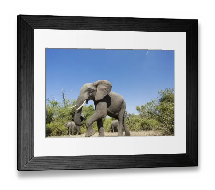 Framed Print : Africa, Botswana, Chobe National Park, African Elephant (Loxodonta africana) walking