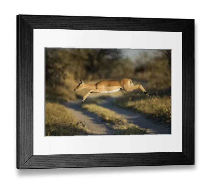 Framed Print : Africa, Botswana, Chobe National Park, Impala (Aepyceros melampus) leaping across Framed Print : Africa, Botswana, Chobe National Park, Impala (Aepyceros melampus) leaping across