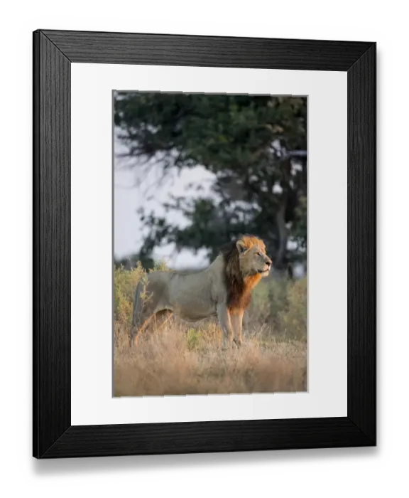 Framed Print : Africa, Botswana, Moremi Game Reserve, Adult Male Lion (Panthera leo) standing in Framed Print : Africa, Botswana, Moremi Game Reserve, Adult Male Lion (Panthera leo) standing in