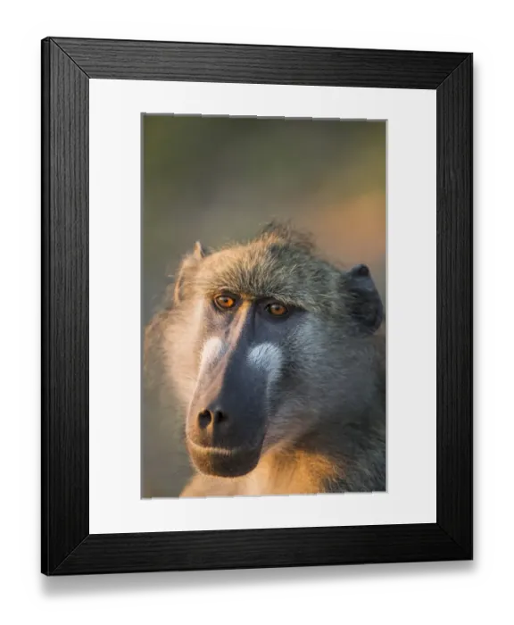 Framed Print : Africa, Botswana, Chobe National Park, Portrait of Chacma Baboon (Papio ursinus)