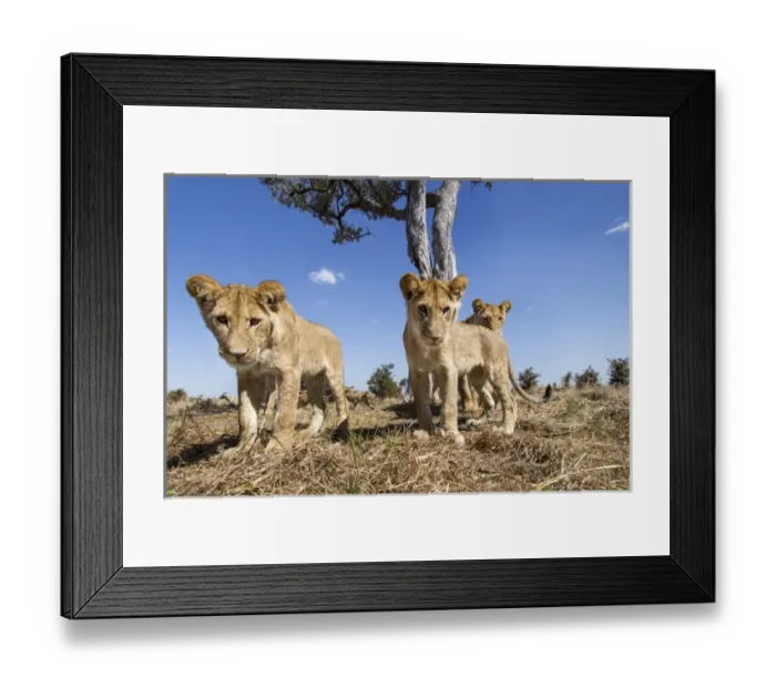 Framed Print : Africa, Botswana, Chobe National Park, Wide angle view of Lion cubs (Panthera leo) Framed Print : Africa, Botswana, Chobe National Park, Wide angle view of Lion cubs (Panthera leo)