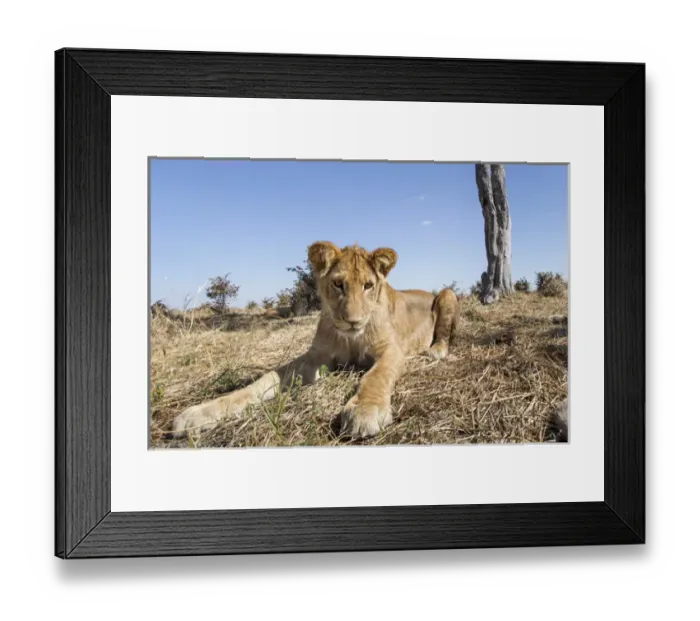 Framed Print : Africa, Botswana, Chobe National Park, Wide angle view of Lion cub (Panthera leo) Framed Print : Africa, Botswana, Chobe National Park, Wide angle view of Lion cub (Panthera leo)