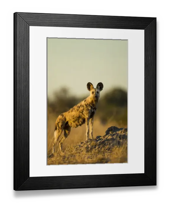 Framed Print : Africa, Botswana, Moremi Game Reserve, Wild Dog (Lycaon pictus) standing in tall