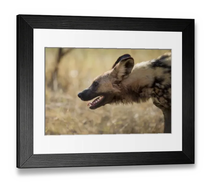 Framed Print : Africa, Botswana, Moremi Game Reserve, Profile of Wild Dog (Lycaon pictus) breathing Framed Print : Africa, Botswana, Moremi Game Reserve, Profile of Wild Dog (Lycaon pictus) breathing