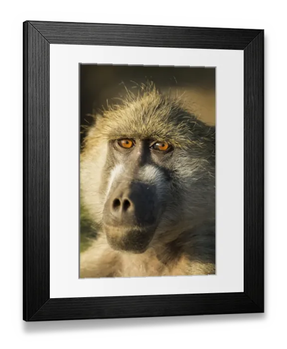 Framed Print : Africa, Botswana, Chobe National Park, Portrait of Chacma Baboon (Papio ursinus) Framed Print : Africa, Botswana, Chobe National Park, Portrait of Chacma Baboon (Papio ursinus)