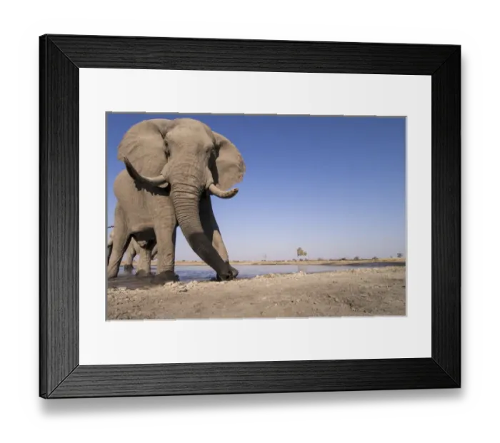 Framed Print : Africa, Botswana, Chobe National Park, African Elephant (Loxodonta africana) drinking