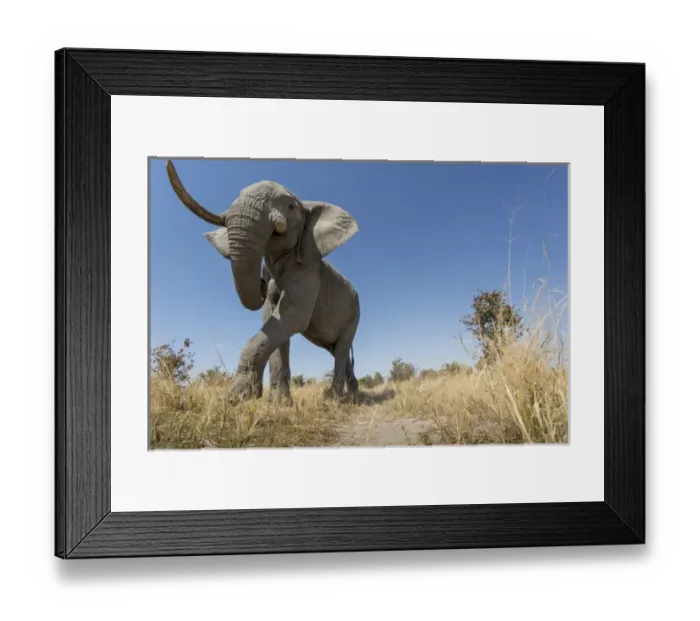 Framed Print : Africa, Botswana, Chobe National Park, Low angle view of African Elephant (Loxodonta