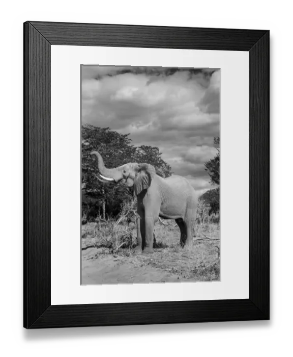 Framed Print : Africa, Botswana, Chobe National Park, Elephant (Loxodonta africana) raises trunk Framed Print : Africa, Botswana, Chobe National Park, Elephant (Loxodonta africana) raises trunk