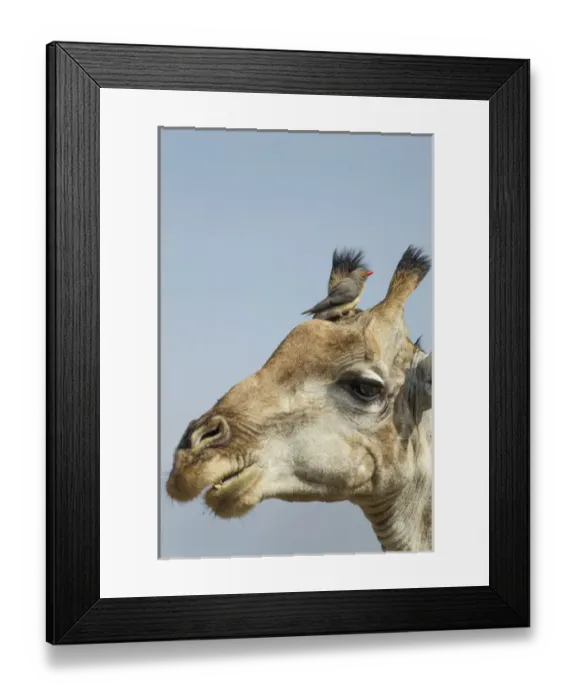 Framed Print : Africa, Botswana, Moremi Game Reserve, Giraffe (Giraffa camelopardalis) with Red-Billed Oxpecker