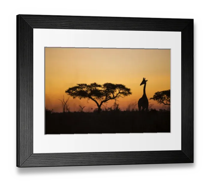 Framed Print : Africa, Botswana, Chobe National Park, Silhouette of Giraffe (Giraffa camelopardalis) Framed Print : Africa, Botswana, Chobe National Park, Silhouette of Giraffe (Giraffa camelopardalis)