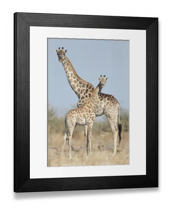 Framed Print : Africa, Botswana, Chobe National Park, Giraffe (Giraffa camelopardalis) standing
