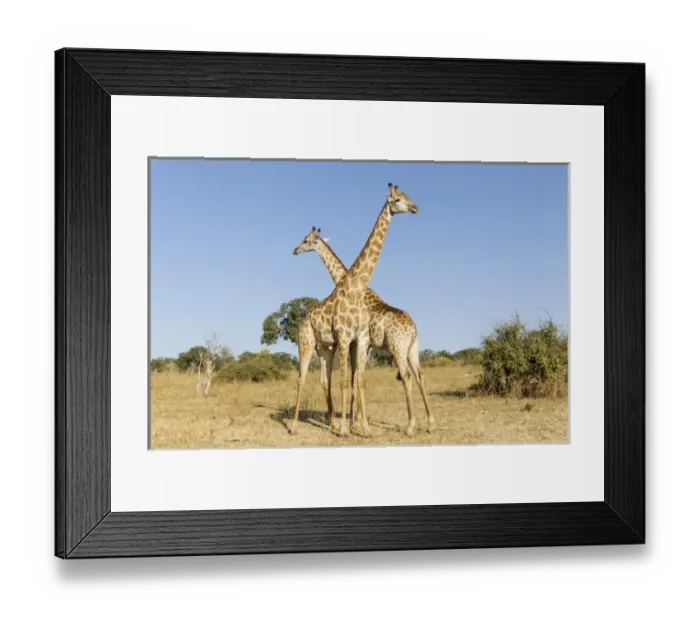 Framed Print : Africa, Botswana, Chobe National Park, Giraffes (Giraffa camelopardalis) standing Framed Print : Africa, Botswana, Chobe National Park, Giraffes (Giraffa camelopardalis) standing