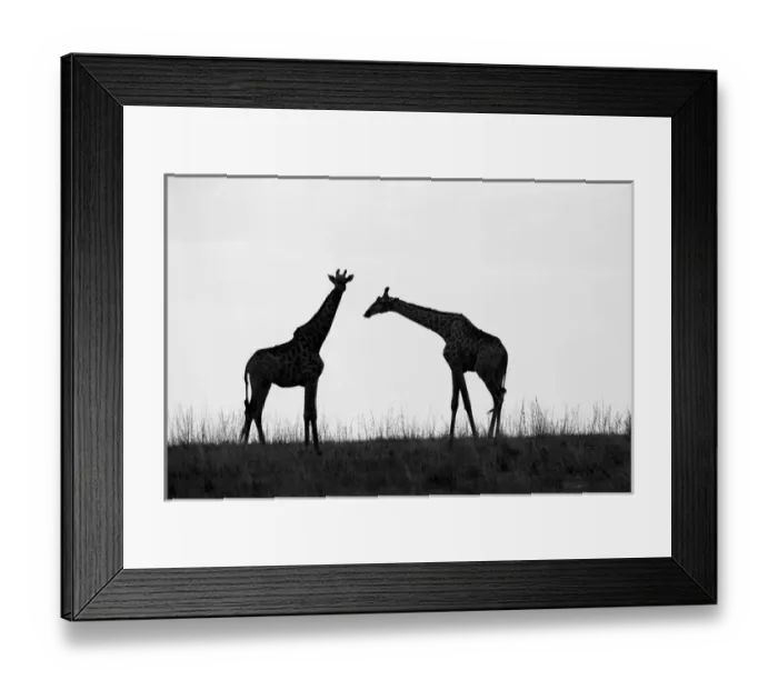 Framed Print : Africa, Botswana, Chobe National Park, Silhouette of herd of Giraffes (Giraffa camelopardalis) Framed Print : Africa, Botswana, Chobe National Park, Silhouette of herd of Giraffes (Giraffa camelopardalis)