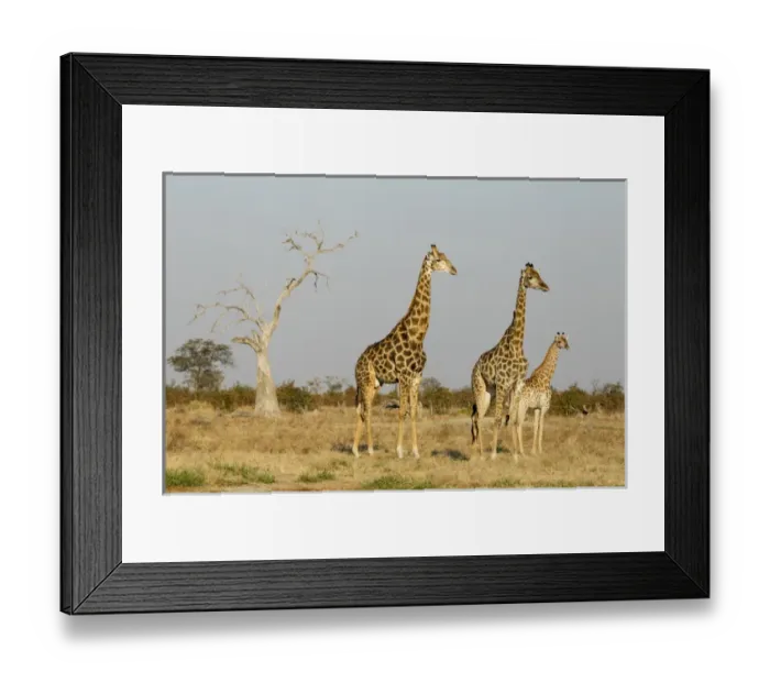 Framed Print : Africa, Botswana, Chobe National Park, Giraffes (Giraffa camelopardalis) standing Framed Print : Africa, Botswana, Chobe National Park, Giraffes (Giraffa camelopardalis) standing