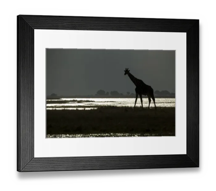Framed Print : Africa, Botswana, Chobe National Park, Silhouette of Giraffe (Giraffa camelopardalis) Framed Print : Africa, Botswana, Chobe National Park, Silhouette of Giraffe (Giraffa camelopardalis)