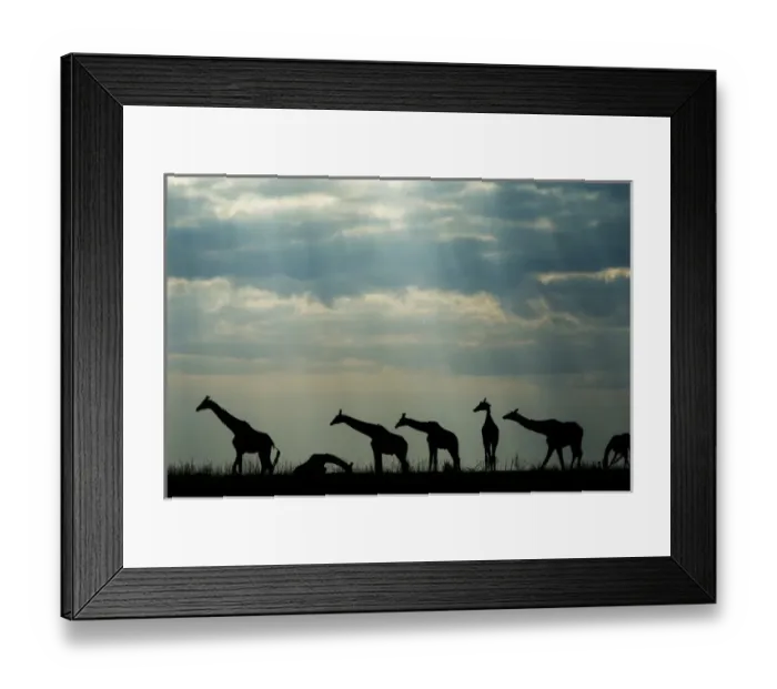 Framed Print : Africa, Botswana, Chobe National Park, Silhouette of herd of Giraffes (Giraffa camelopardalis)