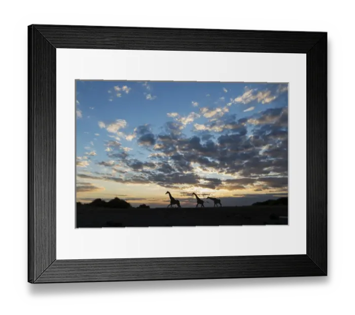 Framed Print : Africa, Botswana, Chobe National Park, Silhouette of Giraffe (Giraffa camelopardalis) Framed Print : Africa, Botswana, Chobe National Park, Silhouette of Giraffe (Giraffa camelopardalis)