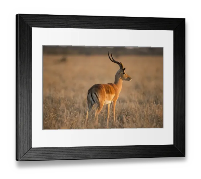 Framed Print : Africa, Botswana, Chobe National Park, Adult male Impala (Aepyceros melampus) standing Framed Print : Africa, Botswana, Chobe National Park, Adult male Impala (Aepyceros melampus) standing