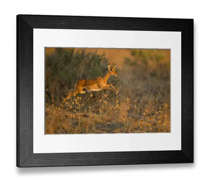 Framed Print : Africa, Botswana, Chobe National Park, Impala (Aepyceros melampus) leaping in tall
