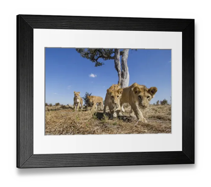 Framed Print : Africa, Botswana, Chobe National Park, Wide angle view of Lion cubs (Panthera leo) Framed Print : Africa, Botswana, Chobe National Park, Wide angle view of Lion cubs (Panthera leo)