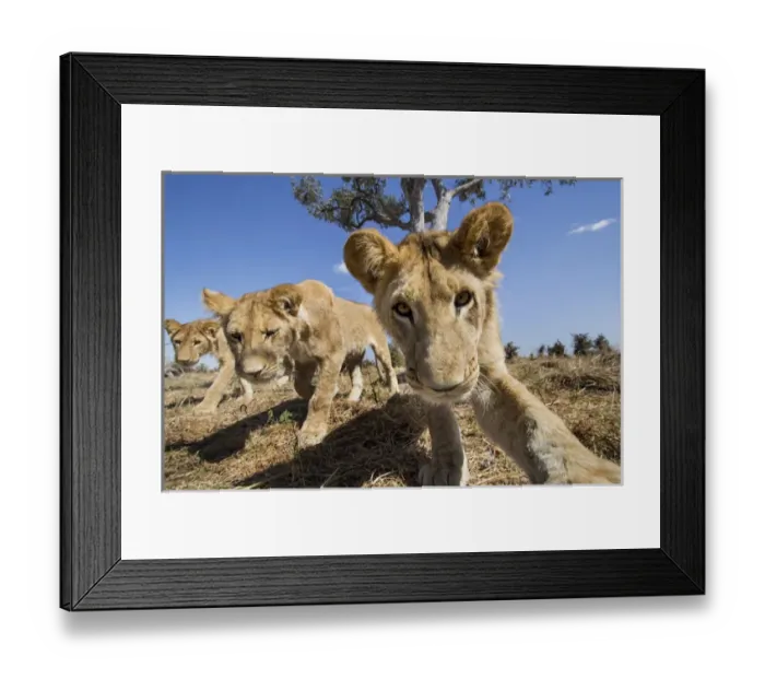 Framed Print : Africa, Botswana, Chobe National Park, Wide angle view of Lion cubs (Panthera leo) Framed Print : Africa, Botswana, Chobe National Park, Wide angle view of Lion cubs (Panthera leo)