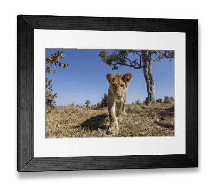 Framed Print : Africa, Botswana, Chobe National Park, Wide angle view of Lion cub (Panthera leo)