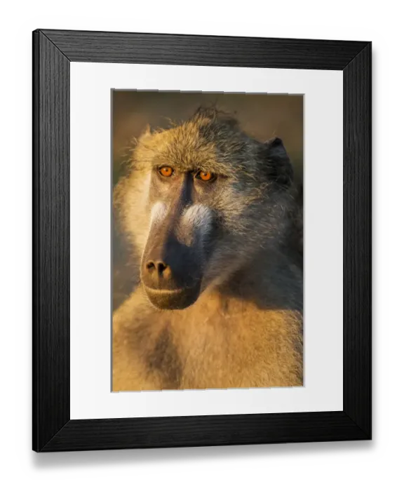 Framed Print : Africa, Botswana, Chobe National Park, Portrait of Chacma Baboon (Papio ursinus)