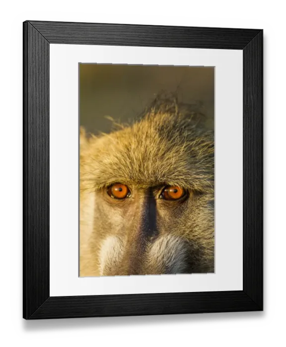 Framed Print : Africa, Botswana, Chobe National Park, Close-up of eyes of Chacma Baboon (Papio ursinus) Framed Print : Africa, Botswana, Chobe National Park, Close-up of eyes of Chacma Baboon (Papio ursinus)