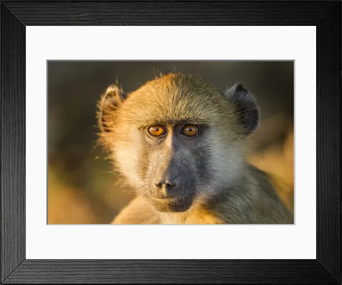 Framed Print : Africa, Botswana, Chobe National Park, Portrait of infant Chacma Baboon (Papio ursinus)