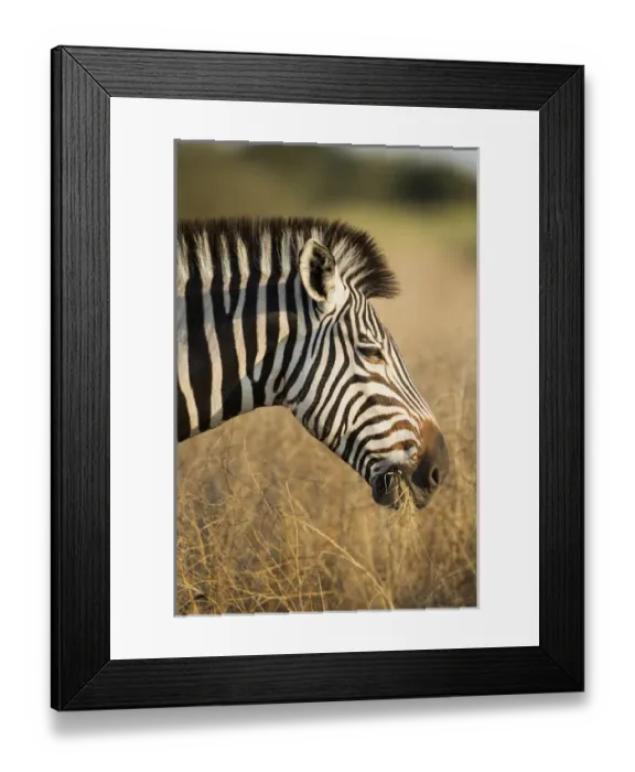 Framed Print : Africa, Botswana, Moremi Game Reserve, Plains Zebra (Equus burchelli) feeding Framed Print : Africa, Botswana, Moremi Game Reserve, Plains Zebra (Equus burchelli) feeding