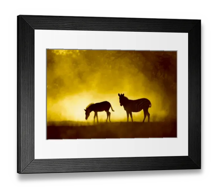 Framed Print : Africa, Botswana, Moremi Game Reserve, Plains Zebras (Equus burchelli) cooling off Framed Print : Africa, Botswana, Moremi Game Reserve, Plains Zebras (Equus burchelli) cooling off