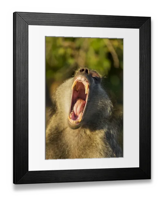 Framed Print : Africa, Botswana, Chobe National Park, Adult Male Chacma Baboon (Papio ursinus) bares Framed Print : Africa, Botswana, Chobe National Park, Adult Male Chacma Baboon (Papio ursinus) bares