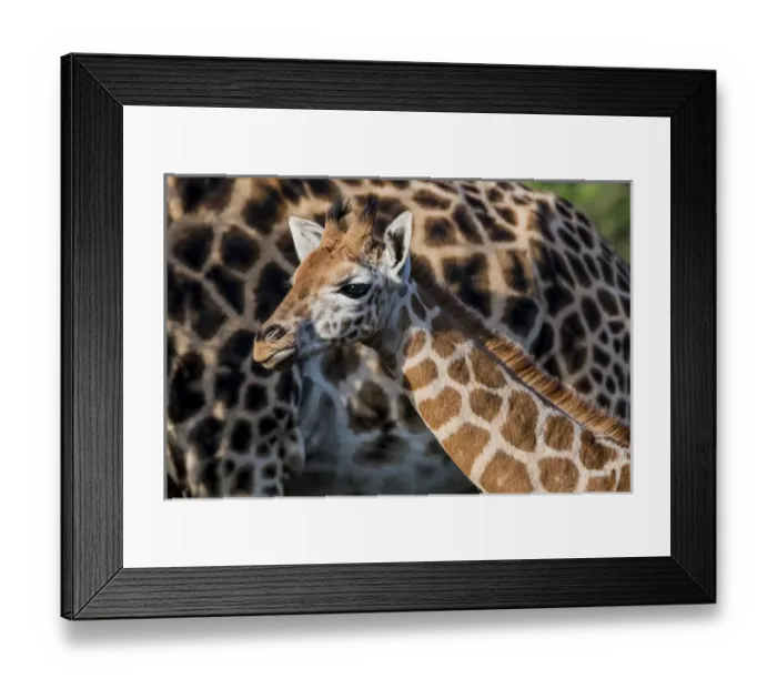 Framed Print : East Africa, Kenya, Nairobi, Langata, Hog Ranch, MR Framed Print : East Africa, Kenya, Nairobi, Langata, Hog Ranch, MR
