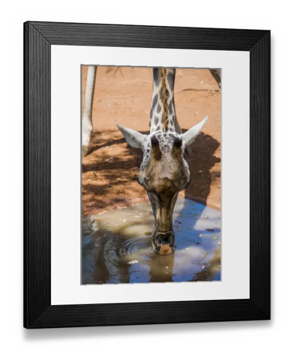 Framed Print : East Africa, Kenya, Nairobi, Langata, Hog Ranch, MR