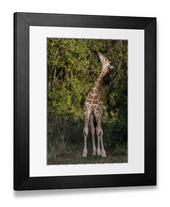Framed Print : East Africa, Kenya, Nairobi, Langata, Hog Ranch, MR