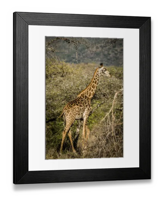 Framed Print : East Africa, Kenya, Chyulu Hills, Old Donyo Wuas Lodge, Mbirikani Framed Print : East Africa, Kenya, Chyulu Hills, Old Donyo Wuas Lodge, Mbirikani