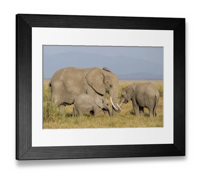 Framed Print : East Africa, Kenya, Amboseli National Park, elephant (Loxodanta africana) Framed Print : East Africa, Kenya, Amboseli National Park, elephant (Loxodanta africana)